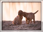 Piasek, Szczeniaki, Golden retriever