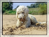 Piasek, Plaża, Goldendoodle, Pies, Piłeczka