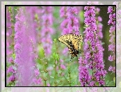 Łąka, Kwiaty, Motyl, Piękny, Fioletowe