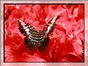 Kwiaty, Piękny, Motyl