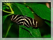 Liście, Piękny, Motyl