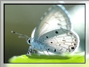 Biały, Modraszek, Piękny, Motyl