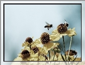 Pszczoła, Piękny, Kwiat