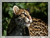 Spojrzenie, Piękny, Ocelot