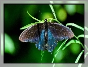 Trawa, Piękny, Motyl