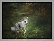 Pień, Border collie, Las