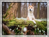 Pień, Shiba inu, Omszały