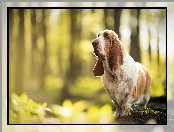 Pieniek, Basset hound, Las