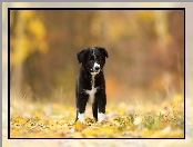 Border collie, Pies, Szczeniak