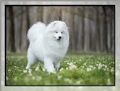 Łąka, Pies, Samojed