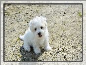 Pies, Coton de Tulear, Biały, Szczeniak