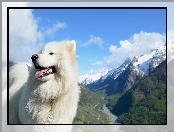 Pies, Niebo, Biały, Góry