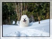 Pies, Śnieg, Biały, Samojed