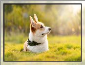 Obroża, Trawa, Bokeh, Pies, Welsch corgi pembroke