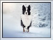 Pies, Śnieg, Biało-czarny, Border collie