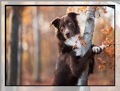 Pies, Drzewo, Brązowy, Border collie