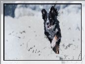 Pies, Śnieg, Czarno-biały, Border collie