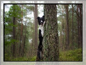 Pies, Drzewa, Las, Border collie
