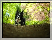 Pies, Bokeh, Leżący, Border collie