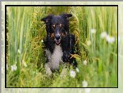 Pies, Zboże, Leżący, Border collie