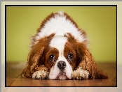 Pies, King Charles Spaniel