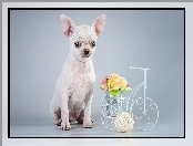 Pies, Chihuahua