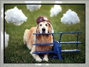 Samolot, Golden Retriever, Pilot, Pies, Chmurki