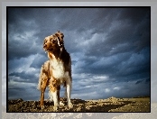 Owczarek australijski-australian shepherd