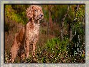 Pies, Wrzosy, Zapatrzony, Working cocker spaniel