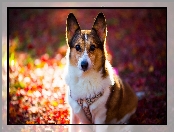 Pies, Welsh corgi pembroke