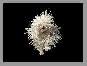 Dredy, Pies, Puli