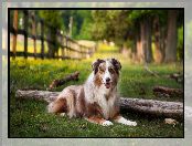 Owczarek australijski-australian shepherd