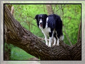 Drzewo, Pies, Liście, Gałązki, Border collie, Konar