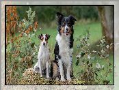 Biało-brązowy, Dwa, Border collie, Czarno-biały, Psy, Pies