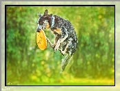 Australian Cattle Dog, Frisbee, Australijski pies pasterski, Skok