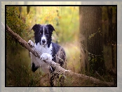 Gałąź, Pies, Trawa, Drzewa, Border collie, Las