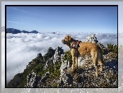 Pies, Chmury, Góry, Skały