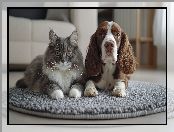 Kot, Pies, Grafika AI, Dywanik