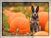 Australian Cattle Dog, Dynie