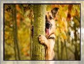 Jesień, Pies, Drzewo