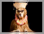 Kapelusz, Pies, Korale, Kwiaty, Golden Retriever, Okulary