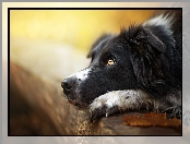 Border collie, Kłoda, Pies, Pysk