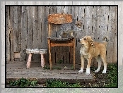 Pies, Kot