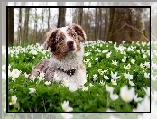 Łąka, Kwiaty, Border Collie, Białe