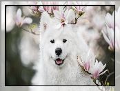 Magnolia, Uśmiech, Biały, Pies, Samojed, Kwiaty