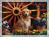 Koło, Golden Retriever, Pies, Kwiaty