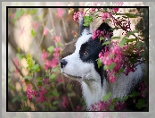 Border collie, Kwiaty, Pies, Krzewy