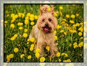 Kwiaty, Pies, Łąka, Trawa, Yorkshire terrier, Mlecze