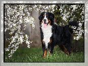 Berneński pies pasterski, Pies, Białe, Kwiaty