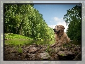 Golden Retriever, Las, Pies, Rzeka